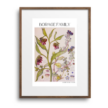 Load image into Gallery viewer, Borage Botanical Print by Harriet Isabel Adams
