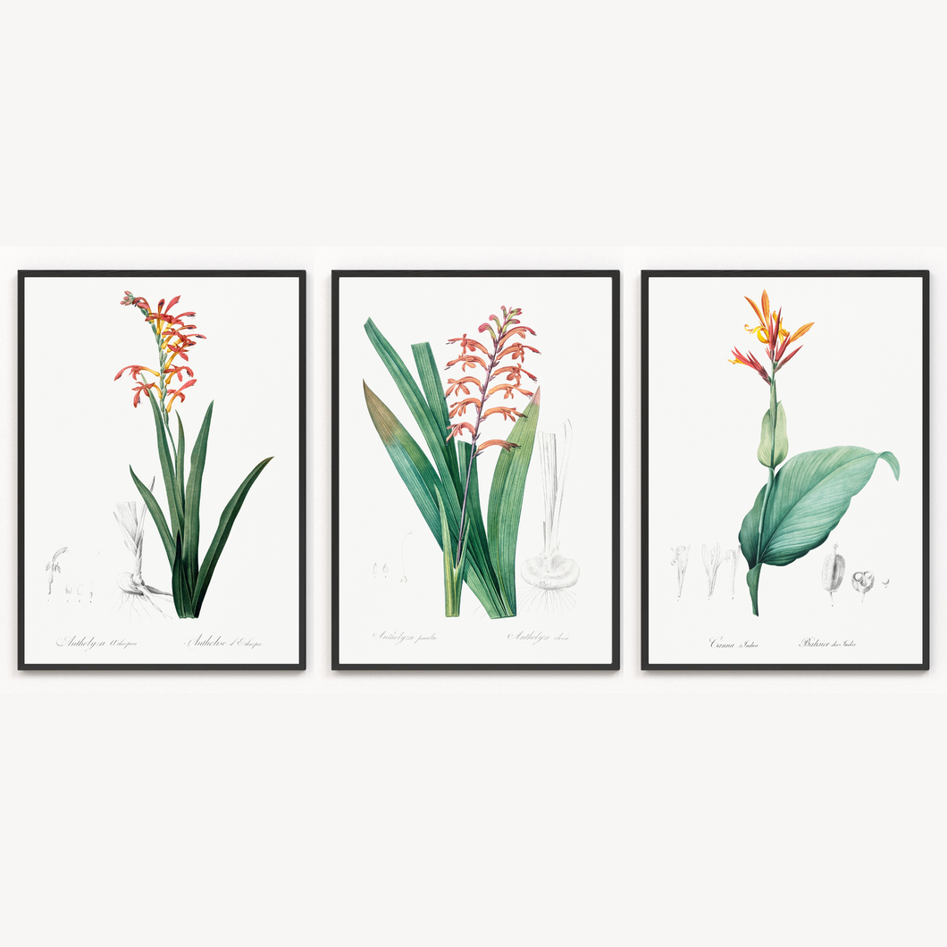 Cobra Lily, African Flag and India Shot Vintage Prints - 3 Piece Set