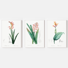Load image into Gallery viewer, Cobra Lily, African Flag and India Shot Vintage Prints - 3 Piece Set
