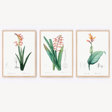 Load image into Gallery viewer, Cobra Lily, African Flag and India Shot Vintage Prints - 3 Piece Set
