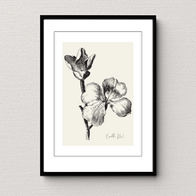 Load image into Gallery viewer, Corolla 3 Botanical Illustration
