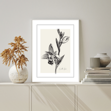 Load image into Gallery viewer, Corolla 1 Botanical Illustration
