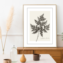 Load image into Gallery viewer, Cystopteris Montana Botanical Illustration
