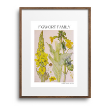 Load image into Gallery viewer, Figwort Botanical Print by Harriet Isabel Adams
