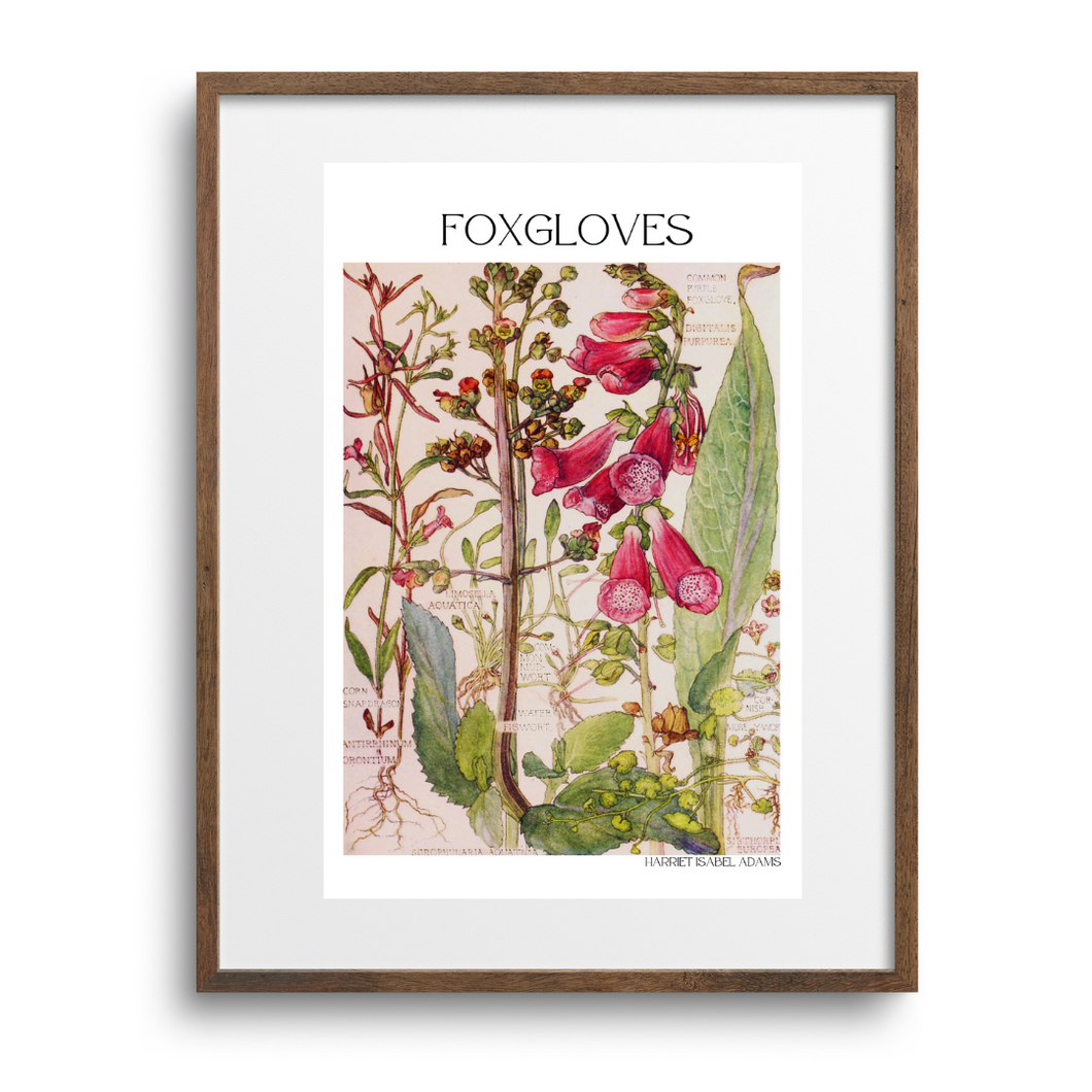 Vintage Botanical Foxgloves - Mounted Print by Harriet Isabel Adams