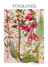 Load image into Gallery viewer, Vintage Botanical Foxgloves - Mounted Print by Harriet Isabel Adams
