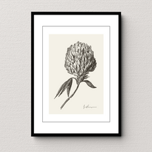 Load image into Gallery viewer, Inflorescence Botanical Illustration
