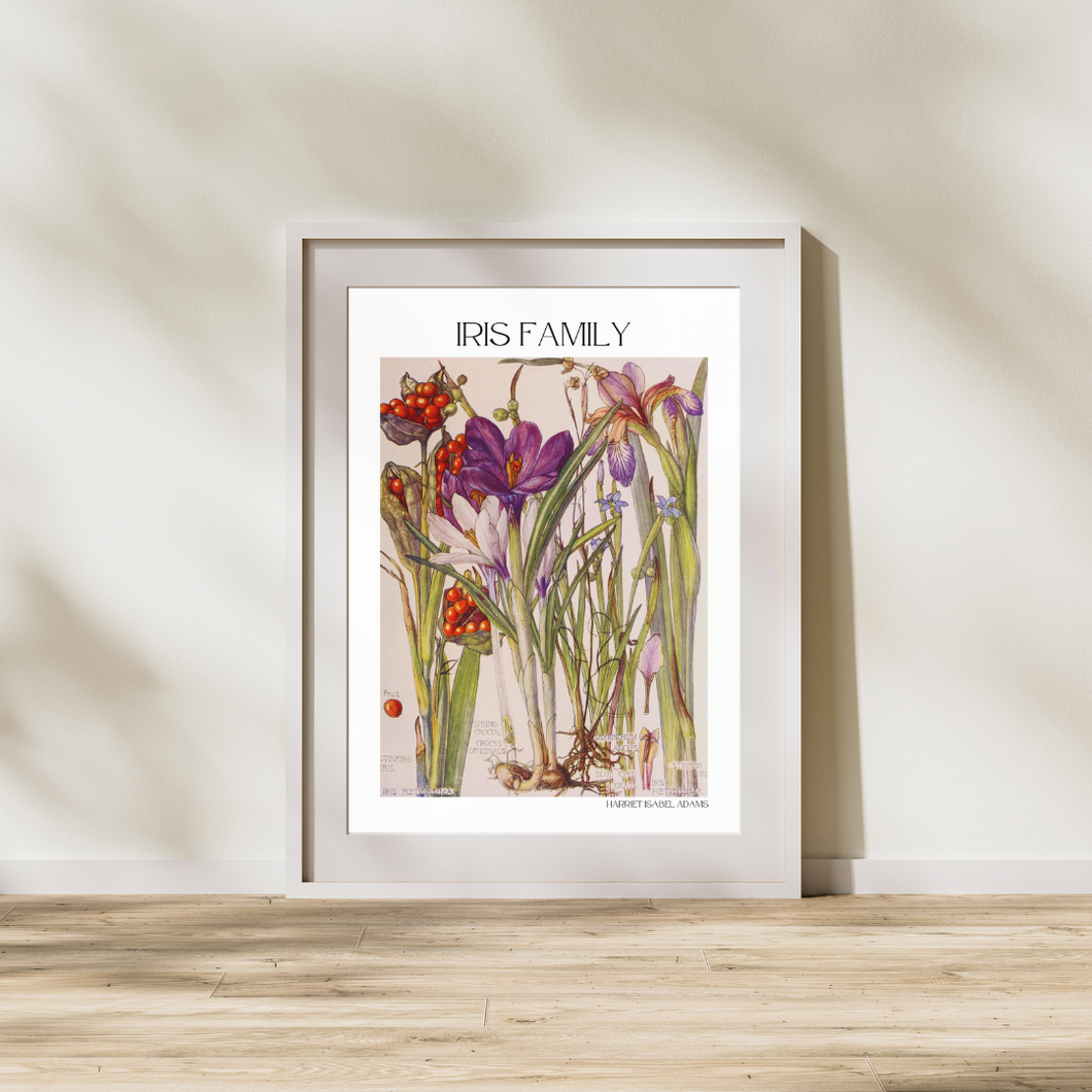 Vintage Botanical Iris Mounted Print by Harriet Isabel Adams