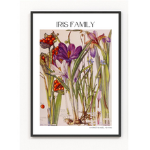 Load image into Gallery viewer, Iris Botanical Print by Harriet Isabel Adams
