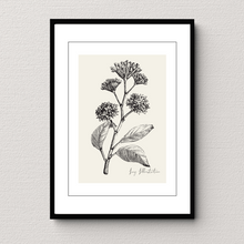Load image into Gallery viewer, Ivy Botanical Illustration
