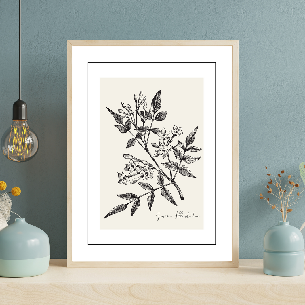 Jasmine Botanical Illustration