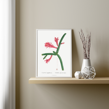 Load image into Gallery viewer, Les Plantes Cactus Flagelliformis
