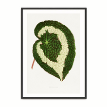 Load image into Gallery viewer, Les Plantes Begonia Leaf
