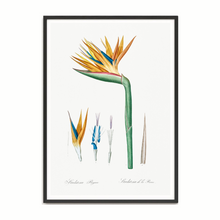 Load image into Gallery viewer, Bird of Paradise 2 Vintage Print
