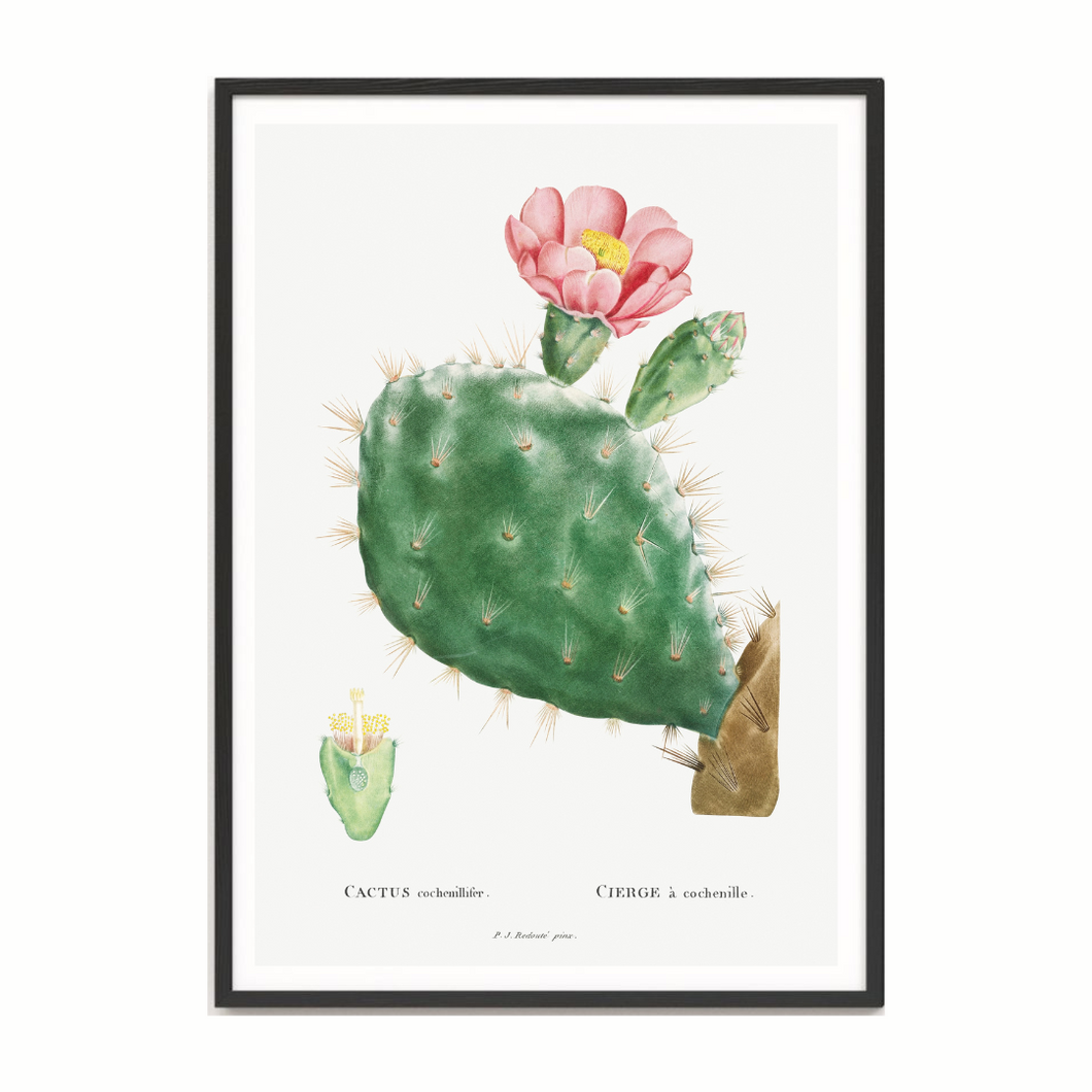 Les Plantes Cactus Cochenillifer