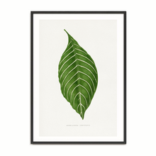Load image into Gallery viewer, Les Plantes Green Aphelandra Leopoldii
