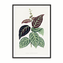 Load image into Gallery viewer, Les Plantes Green Bignonia Argyro Violascens
