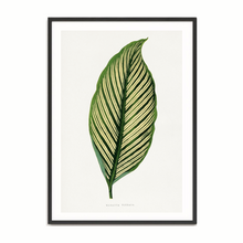 Load image into Gallery viewer, Les Plantes Green Maranta Vittata
