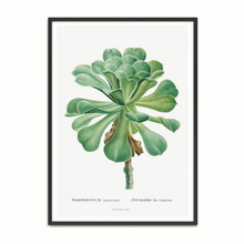 Load image into Gallery viewer, Les Plantes Sempervivum Canariense
