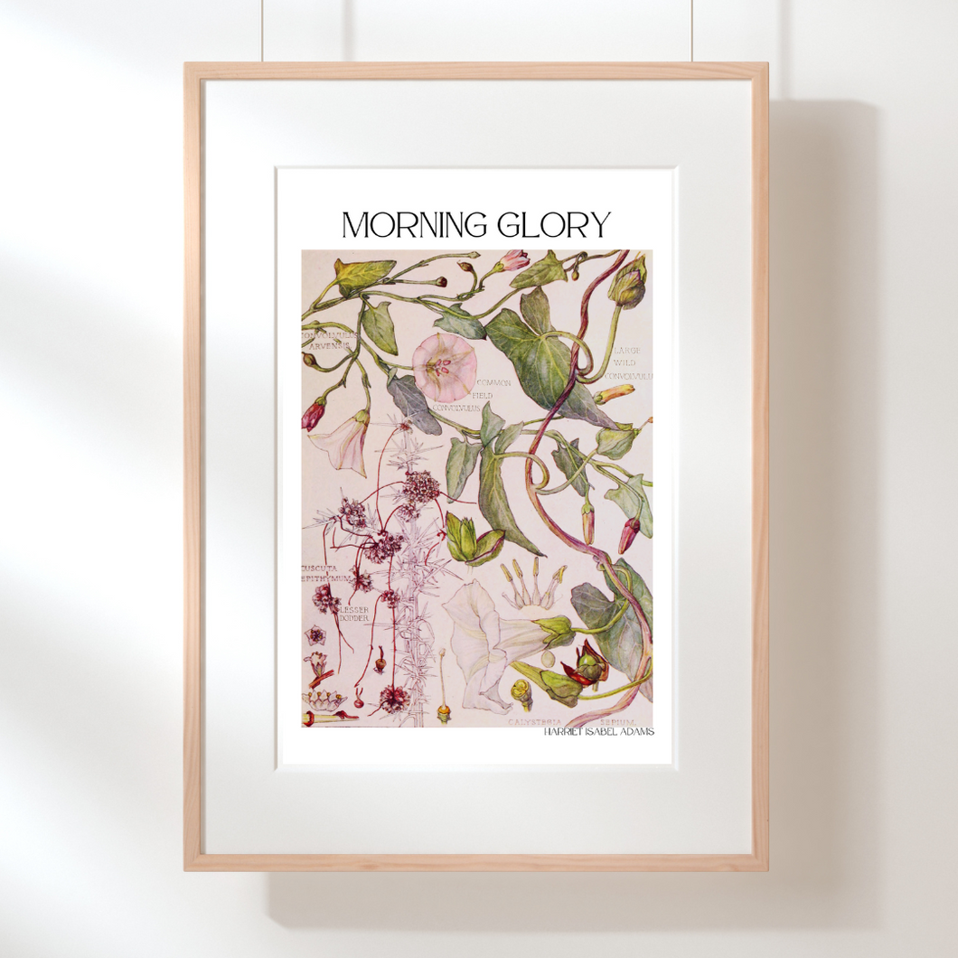 Morning Glory Botanical Print by Harriet Isabel Adams