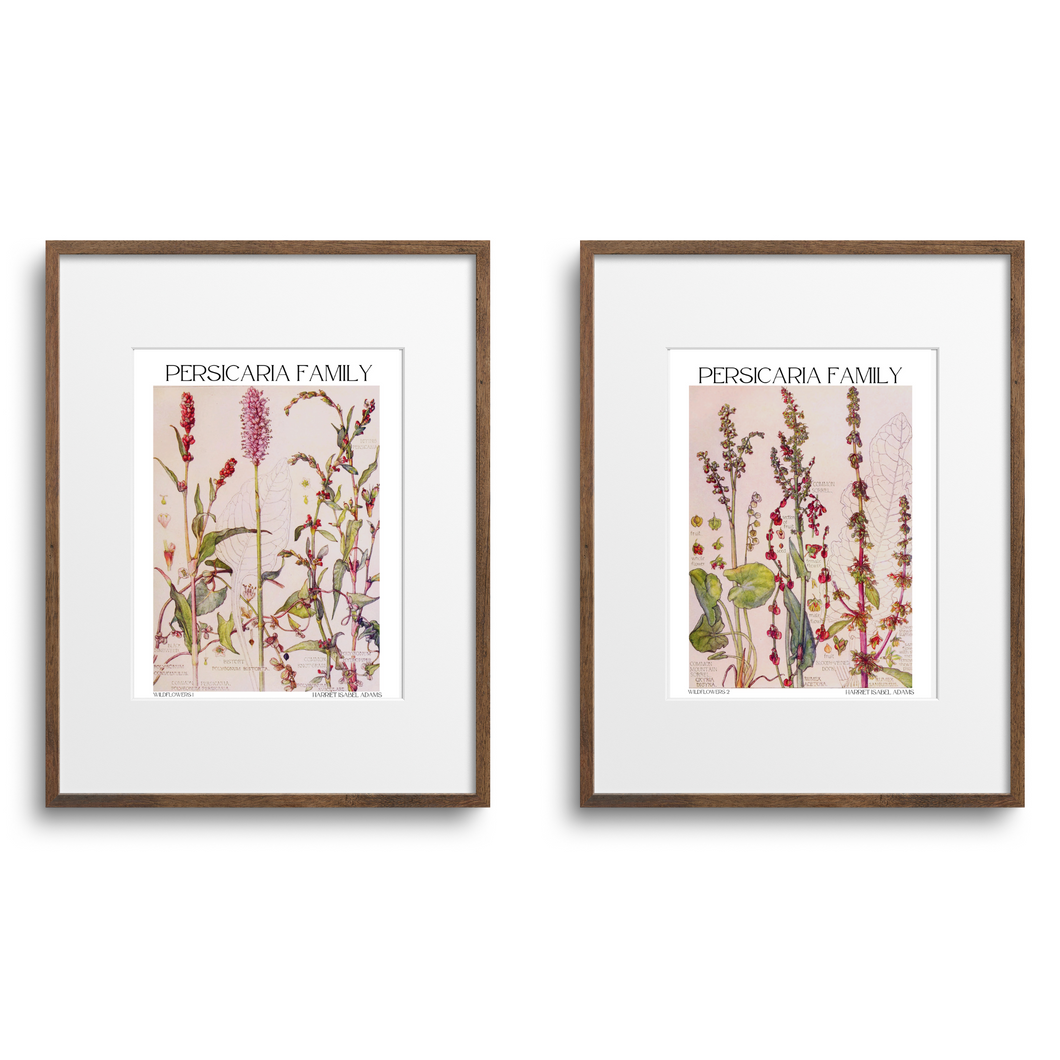 Persicaria Family Botanical -2 Piece Set by Harriet Isabel Adams