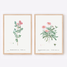 Load image into Gallery viewer, Pink Iceplant (Vygie) Vintage Print- 2 Piece Set

