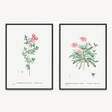 Load image into Gallery viewer, Pink Iceplant (Vygie) Vintage Print- 2 Piece Set
