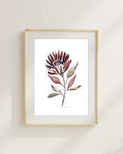 Load image into Gallery viewer, Protea Burn Watercolour Print
