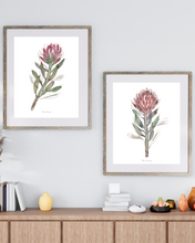 Load image into Gallery viewer, Protea Pair Watercolour Print - 2 Piece Set
