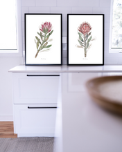 Load image into Gallery viewer, Protea Pair Watercolour Print - 2 Piece Set
