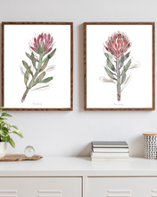 Load image into Gallery viewer, Protea Pair Watercolour Print - 2 Piece Set
