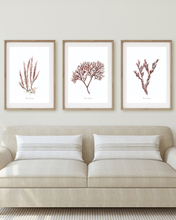 Load image into Gallery viewer, Burgandy Corals Watercolour Print - 3 Piece Set
