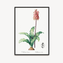 Load image into Gallery viewer, Cape Forest Lily Vintage Print
