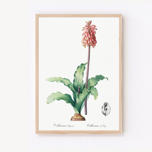 Load image into Gallery viewer, Cape Forest Lily Vintage Print
