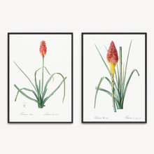 Load image into Gallery viewer, Red Hot Poker Vintage Print- 2 Piece Set
