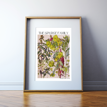 Load image into Gallery viewer, Spurge Botanical Print by Harriet Isabel Adams
