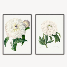 Load image into Gallery viewer, White Peonies Vintage Print - 2 Piece Set
