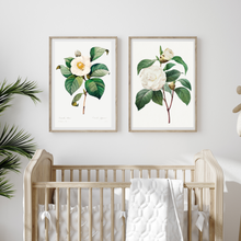 Load image into Gallery viewer, White Camellia Vintage Print - 2 Piece Set
