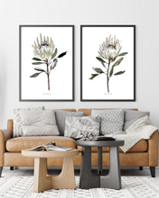 Load image into Gallery viewer, White Protea Watercolour Print - 2 Piece
