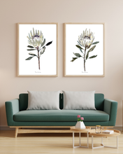 Load image into Gallery viewer, White Protea Watercolour Print - 2 Piece
