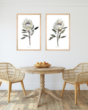 Load image into Gallery viewer, White Protea Watercolour Print - 2 Piece
