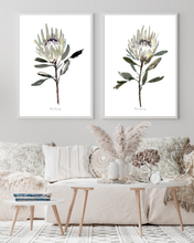 Load image into Gallery viewer, White Protea Watercolour Print - 2 Piece
