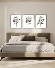 Load image into Gallery viewer, White Protea Watercolour Print - 3 Piece Set
