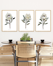 Load image into Gallery viewer, White Protea Watercolour Print - 3 Piece Set
