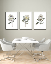 Load image into Gallery viewer, White Protea Watercolour Print - 3 Piece Set
