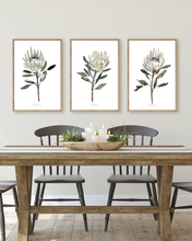 Load image into Gallery viewer, White Protea Watercolour Print - 3 Piece Set
