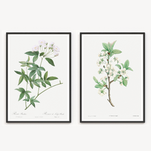 Load image into Gallery viewer, Lady Banks Rose and Plum Flower Vintage Print - 2 Piece Set

