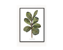 Load image into Gallery viewer, Ficus Watercolour Plants 3-Piece Set
