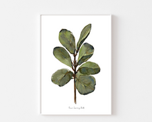 Load image into Gallery viewer, Ficus Plant Watercolor Print
