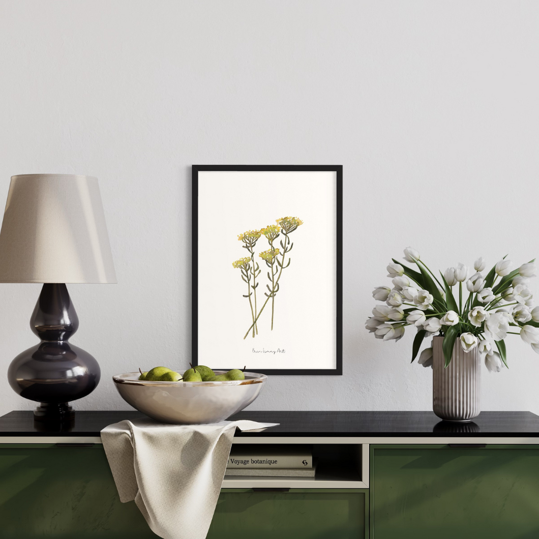 Helichrysum Watercolour Print